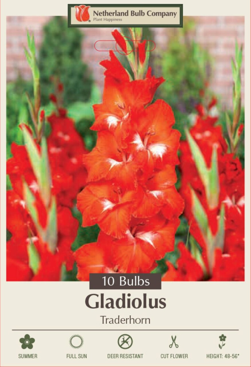 Traderhorn Gladiolus - Vivid Red! - 10 Bulbs - 12/14 cm Bulbs